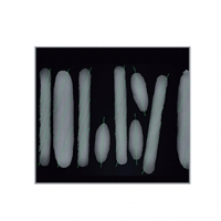 Type de pain identifié par caméra (laser)